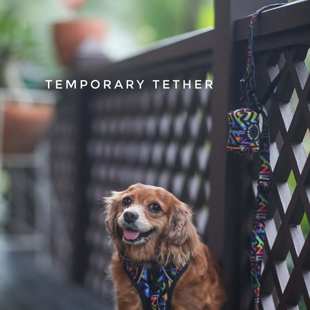 Boss & Olly Convertible Multi-Functional Dog Leash (Midnight Dreams)